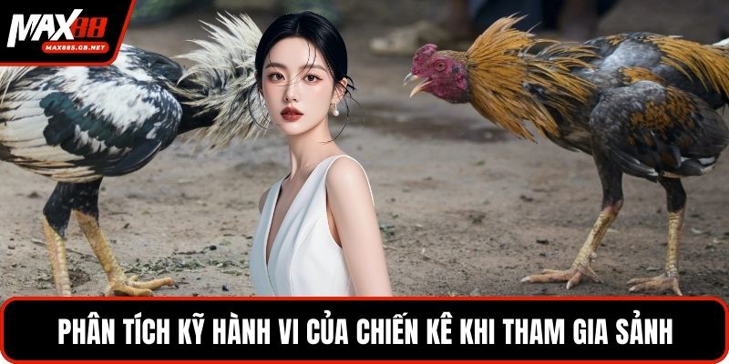 Phân tích kỹ hành vi của chiến kê khi tham gia sảnh