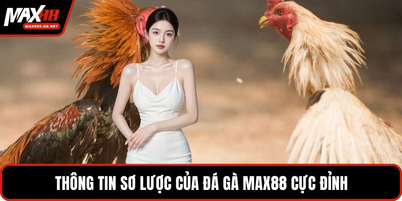 Thông tin sơ lược của đá gà MAX88 cực đỉnh